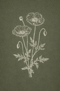 Amapola