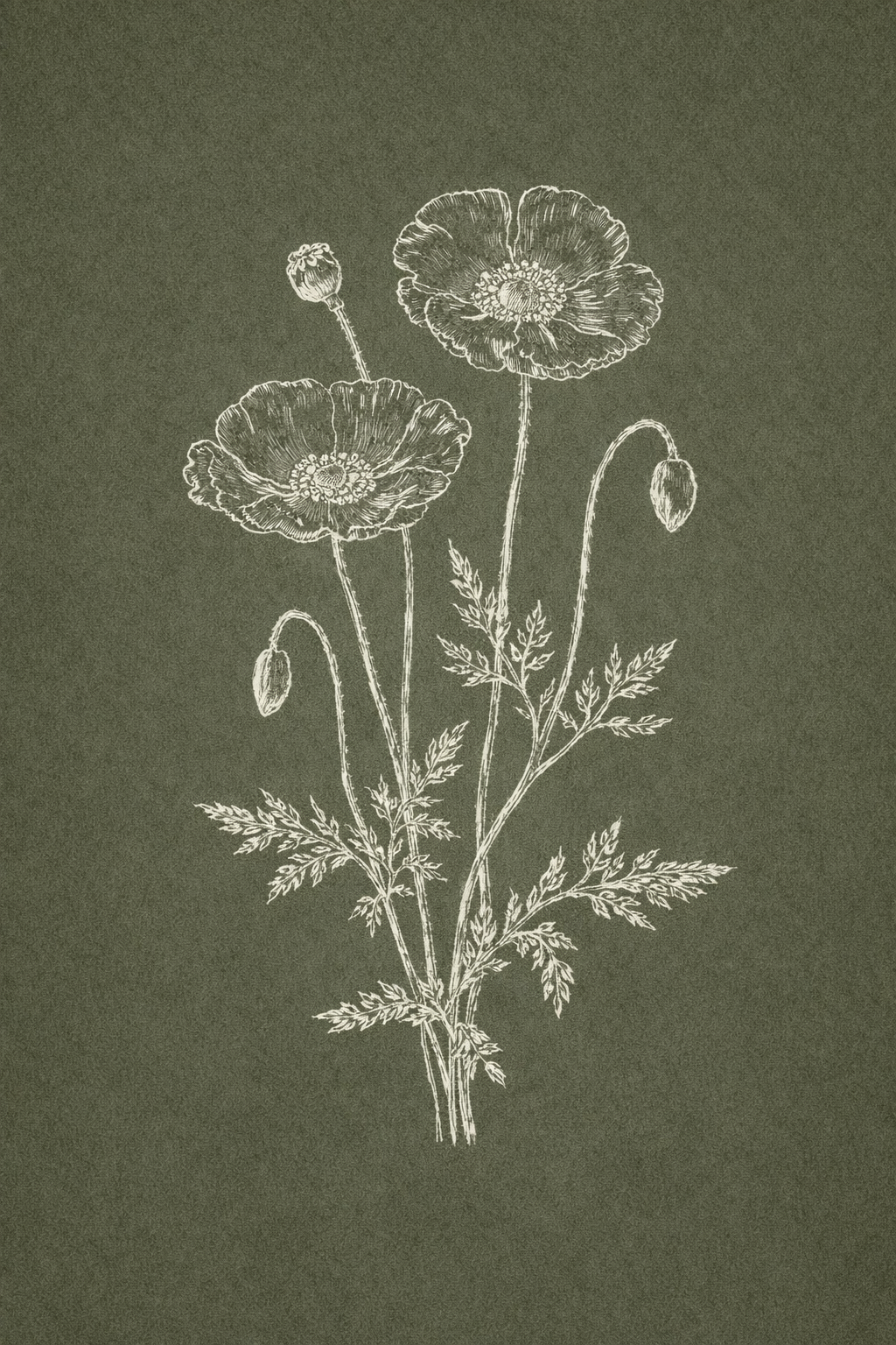 Amapola
