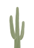 Cactus II