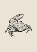 Cangrejo