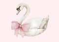 Cisne con cinta
