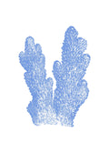 Coral Azul