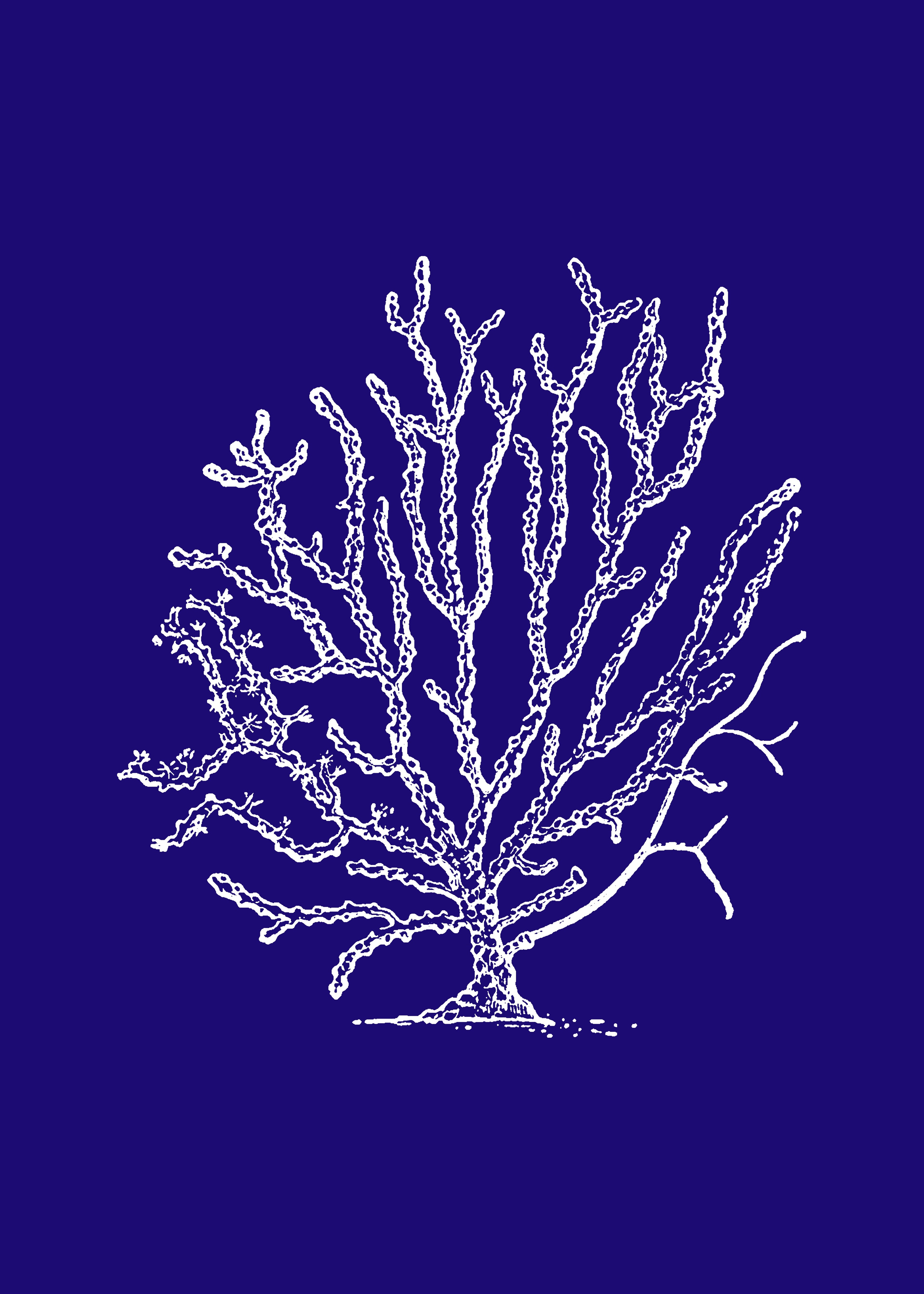 Coral III Azul Marino