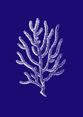 Coral I Azul Marino