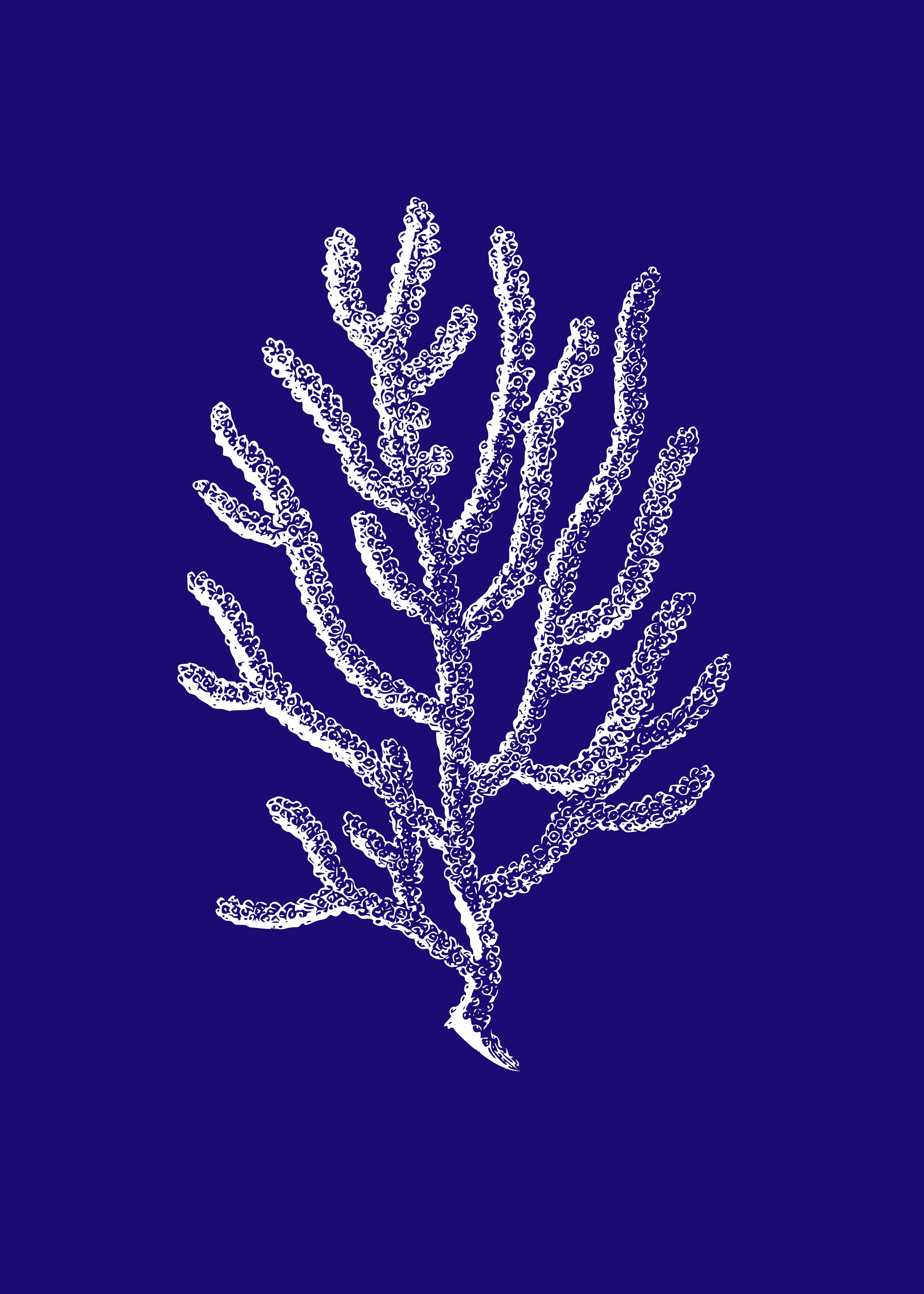 Coral I Azul Marino