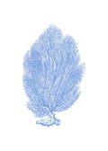 Coral azul I