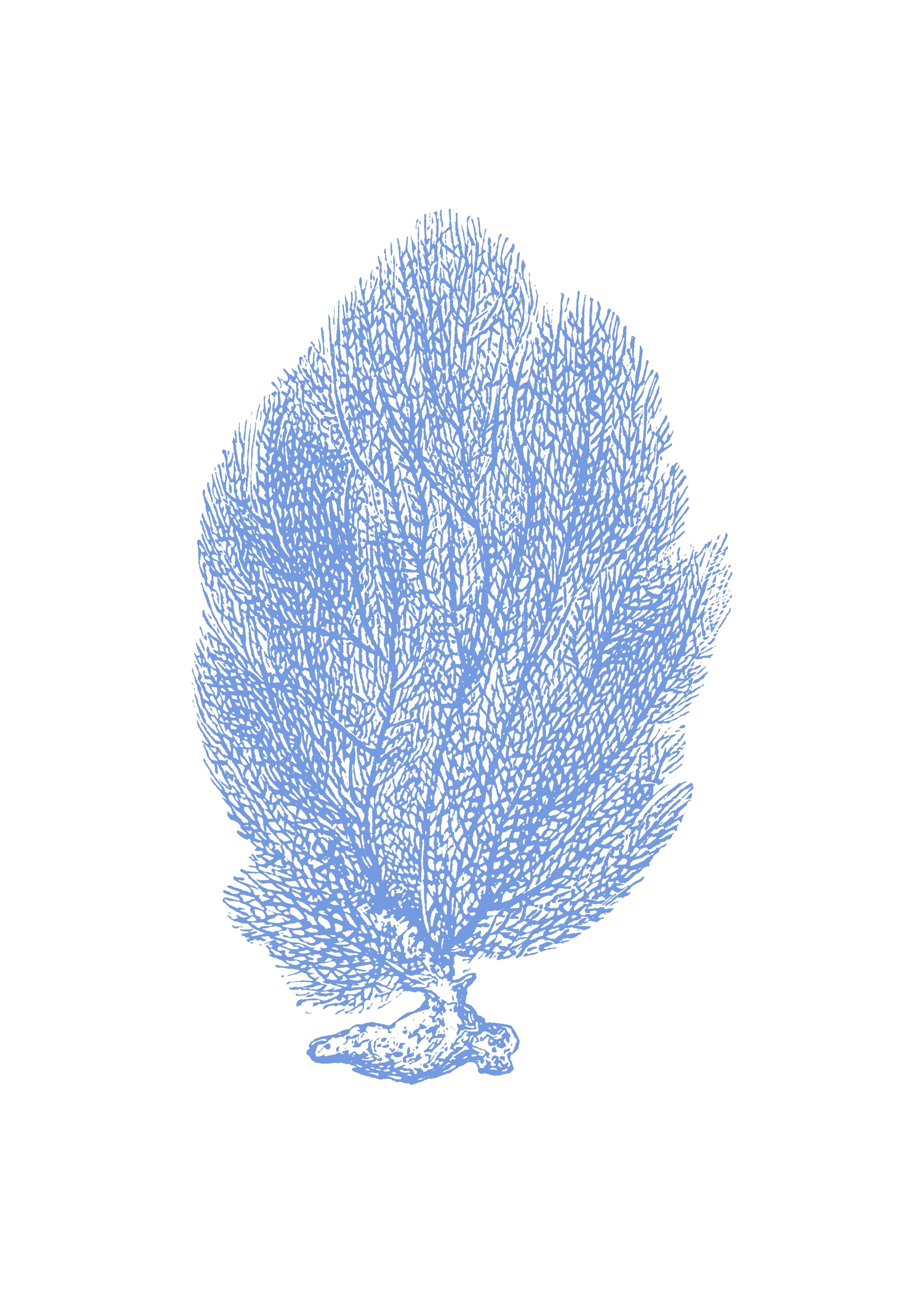 Coral azul I
