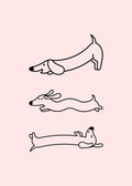 Dachshund rosa