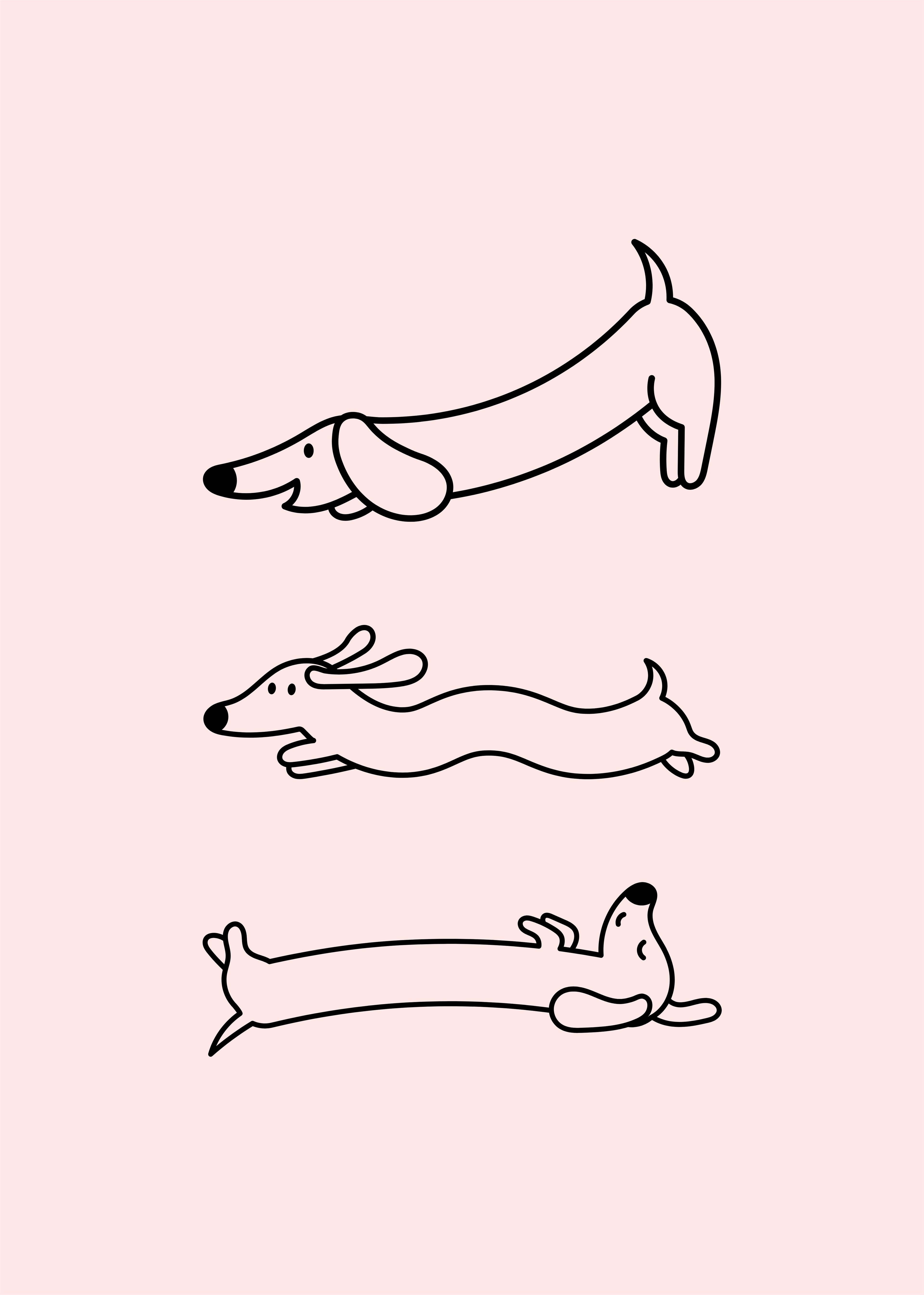 Dachshund rosa
