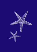 Estrellas de mar Azul