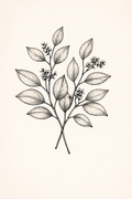 Eucaliptus