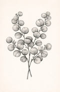 Eucaliptus 38x58