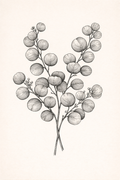 Eucaliptus redondo