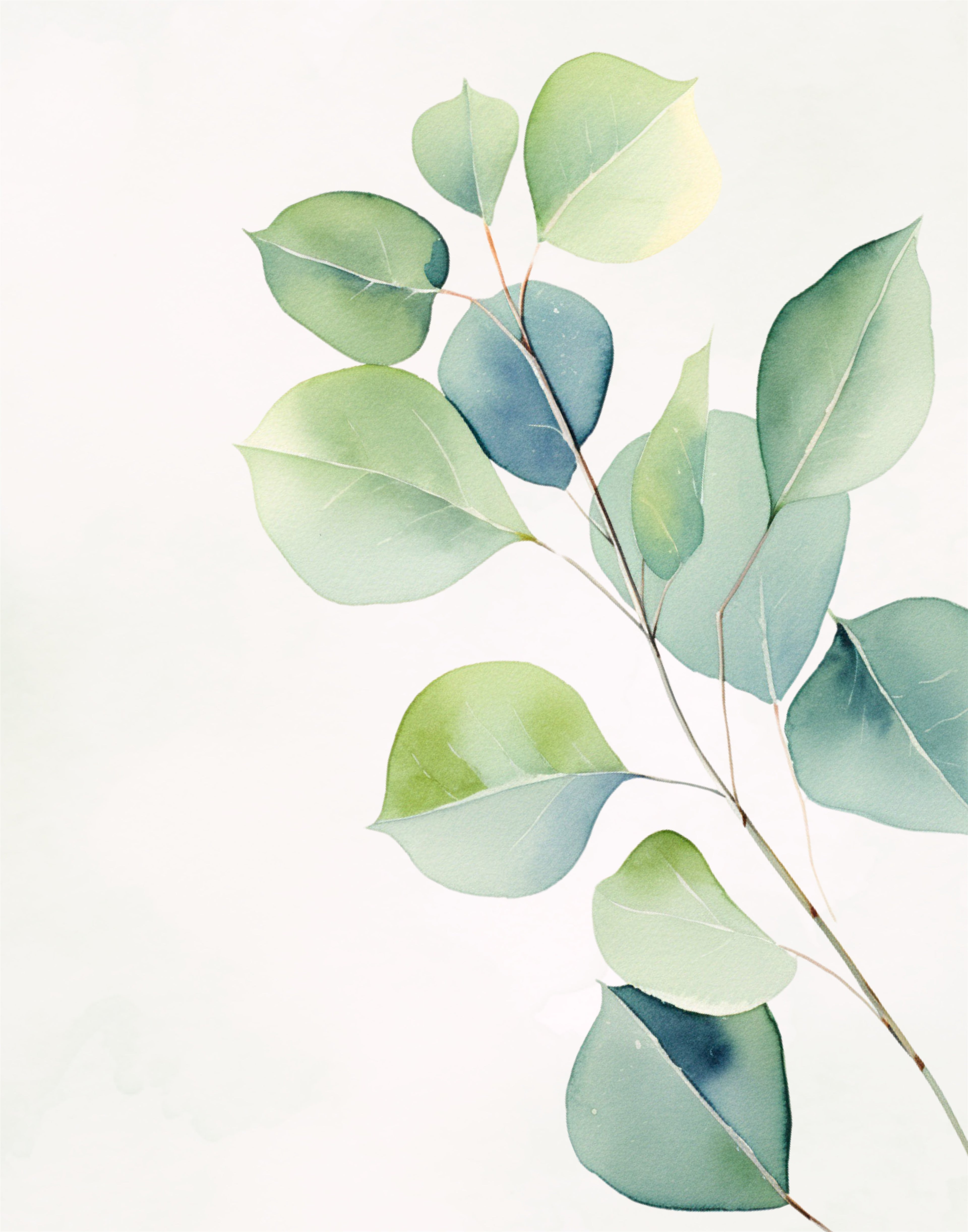 Eucalyptus