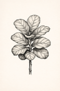 Ficus