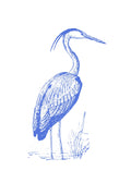 Garza Azul