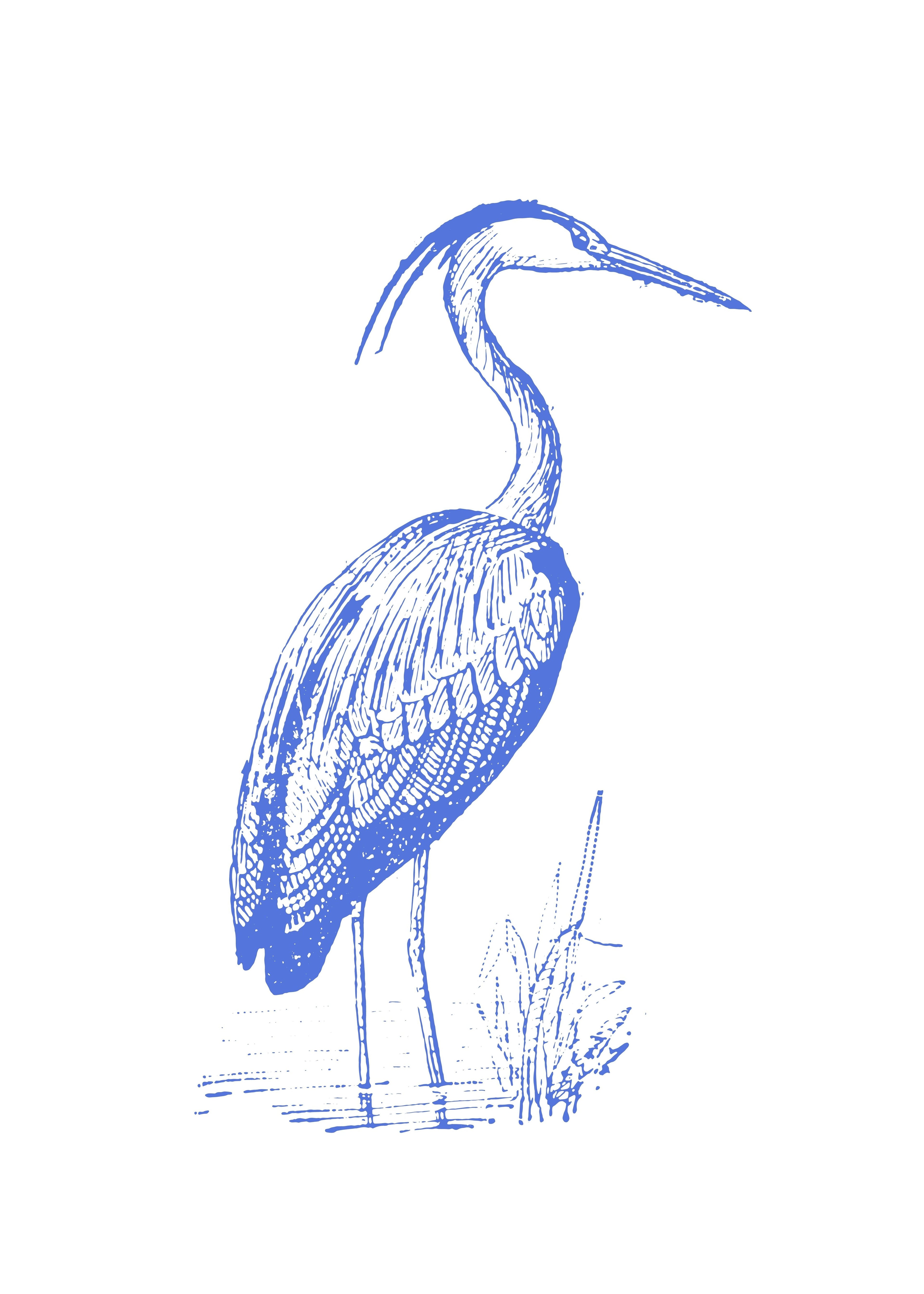 Garza Azul