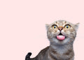 Gato funny