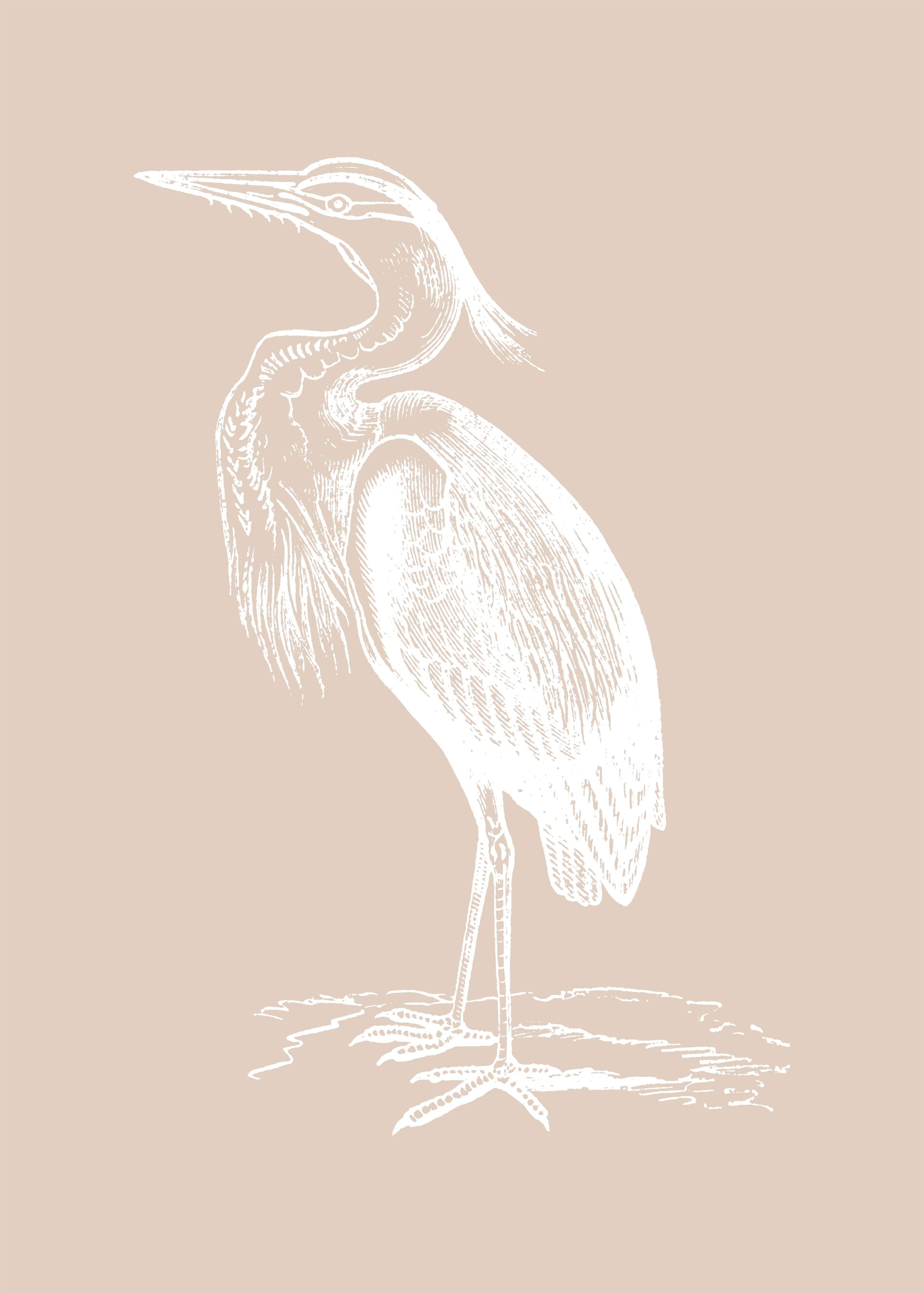Garza blanca