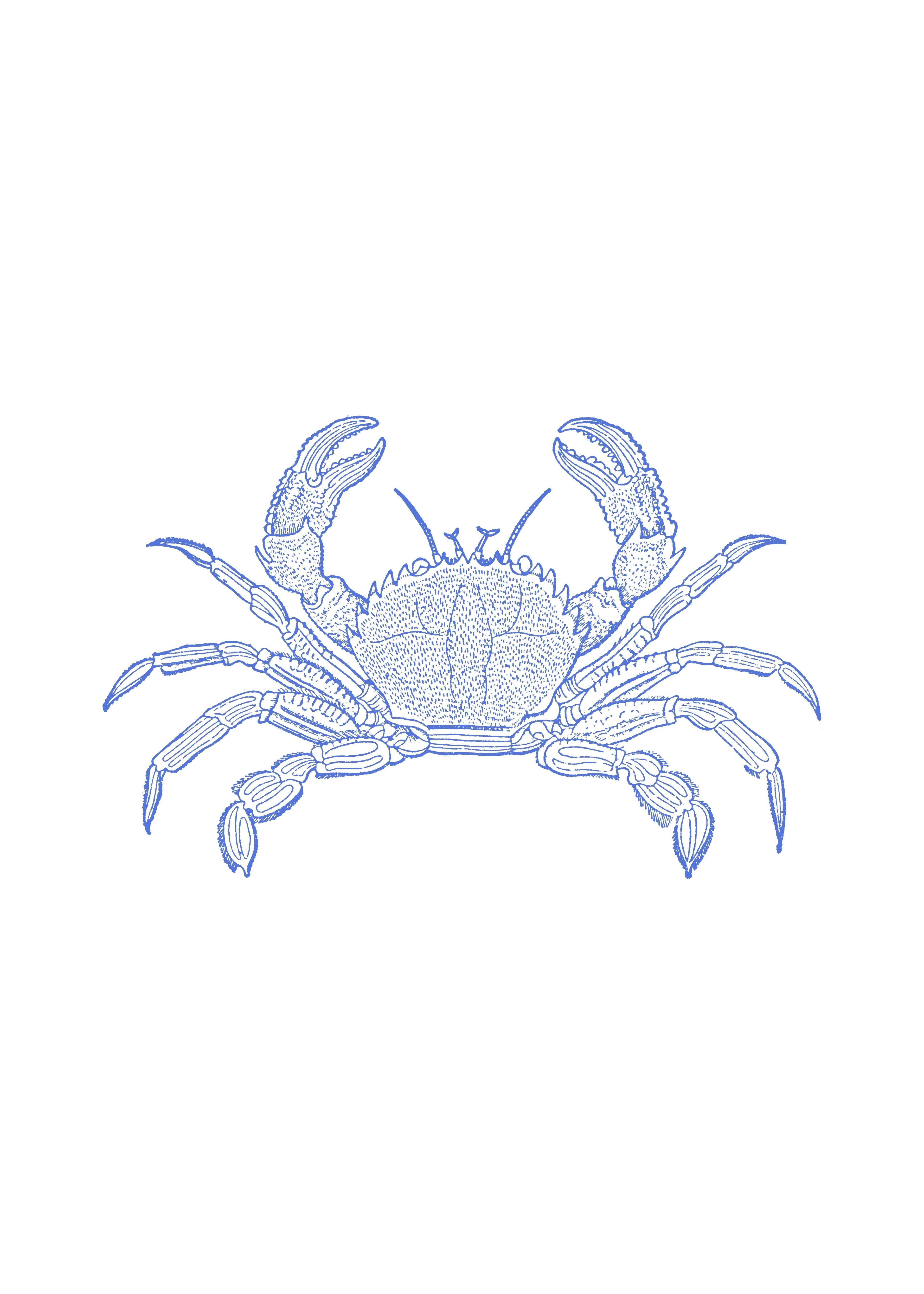 Jaiba Azul