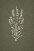 Lavanda
