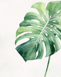 Monstera