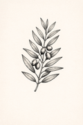 Olivo