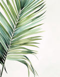 Palm