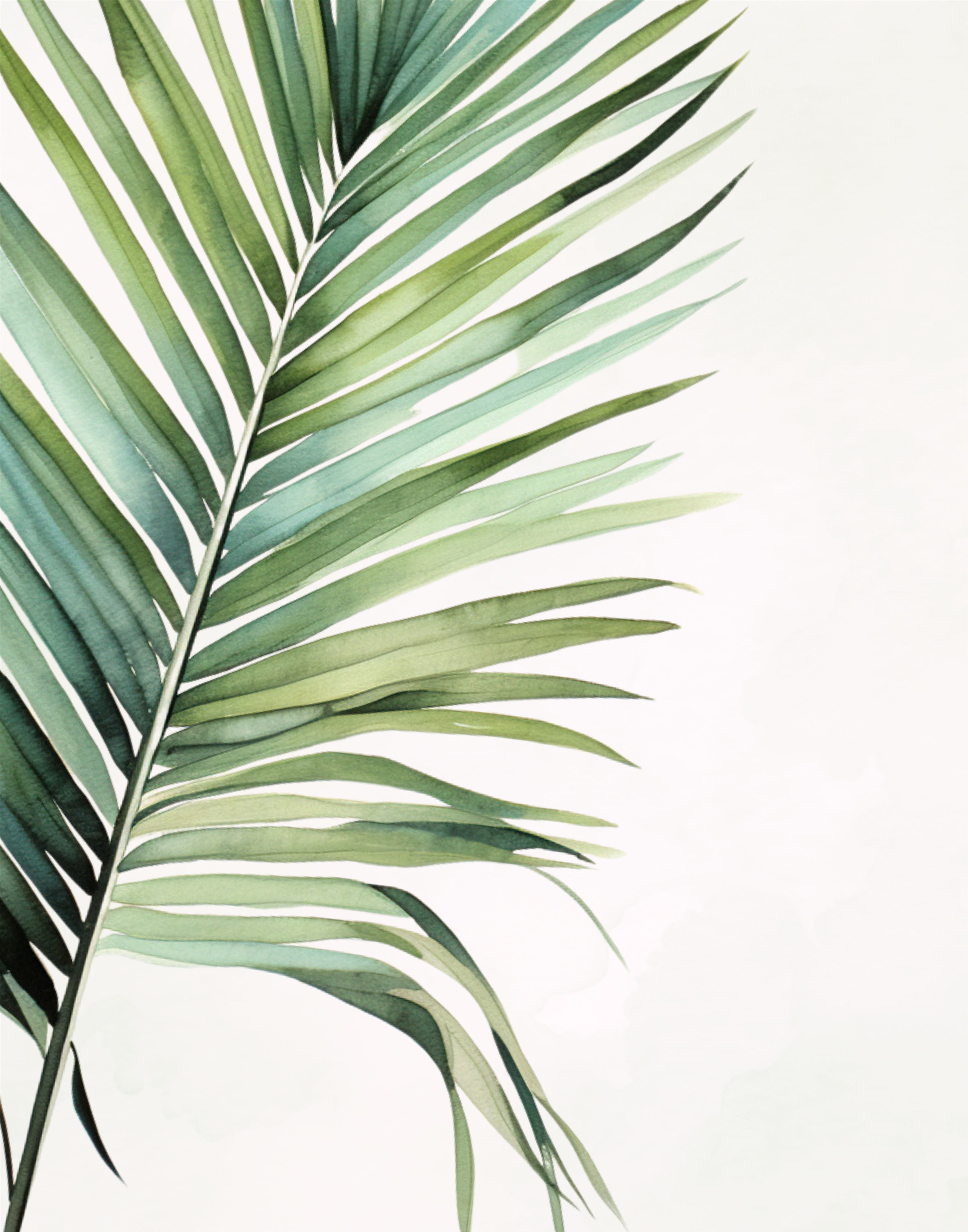 Palm