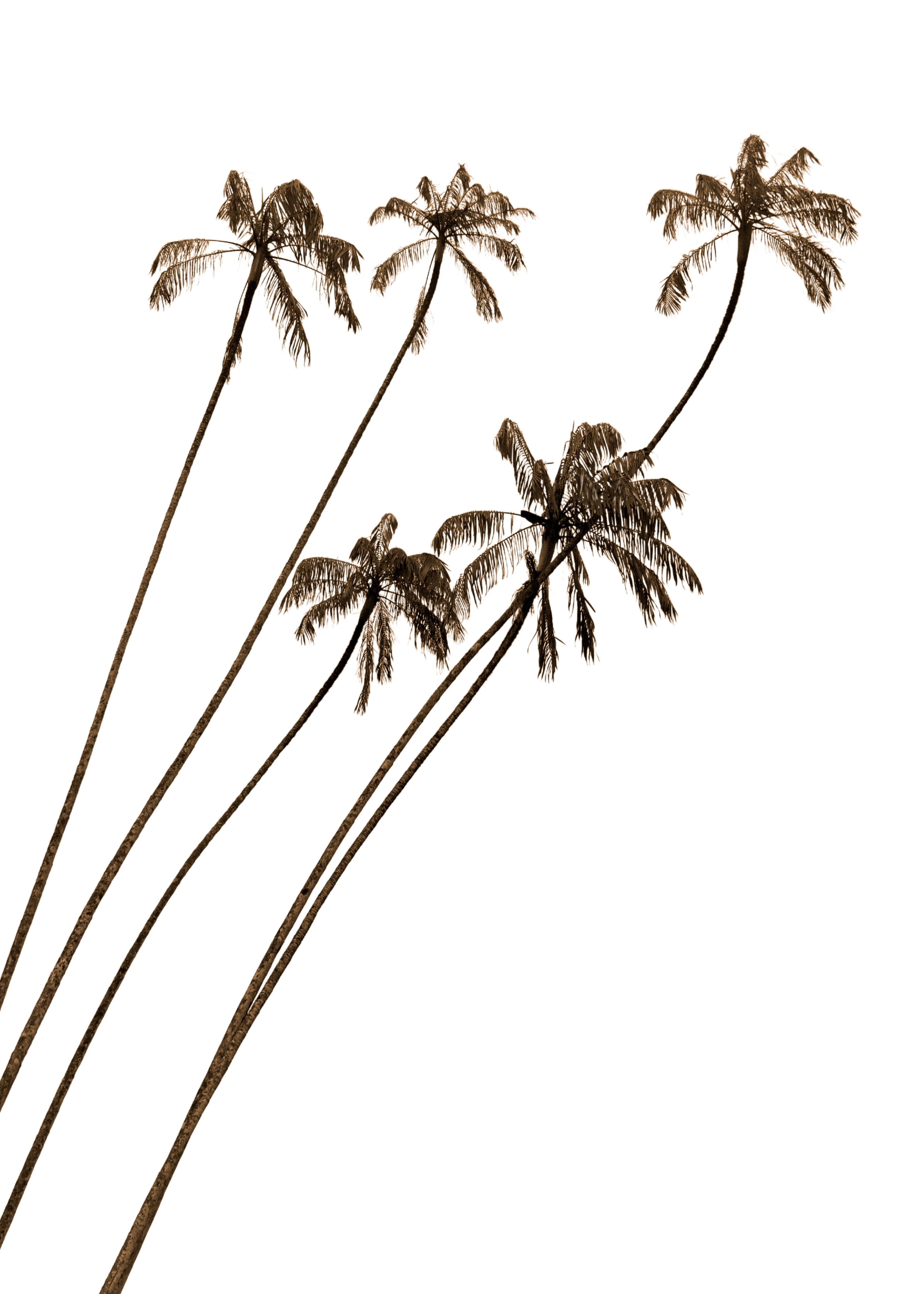 Palmeras