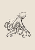 Pulpo