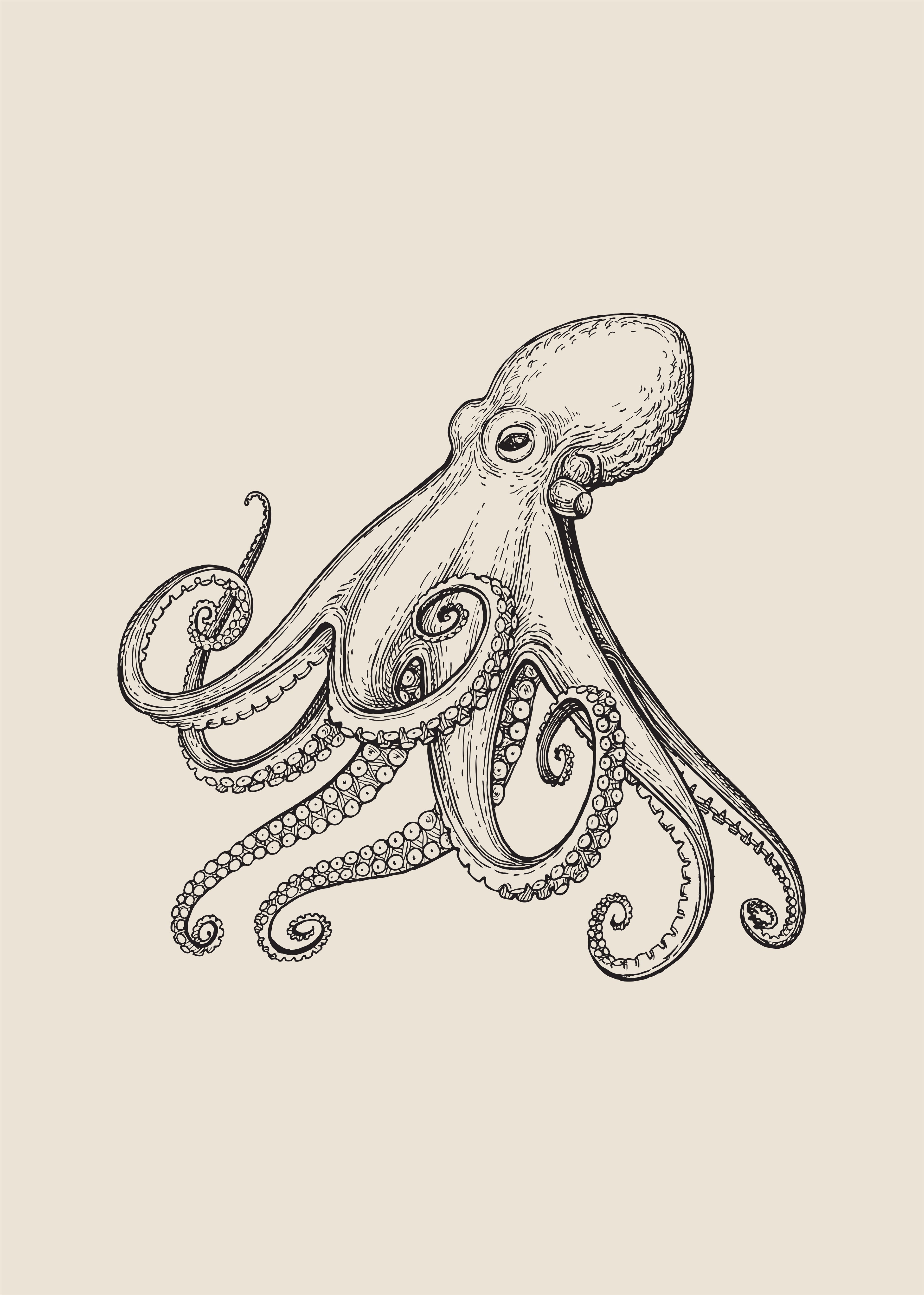 Pulpo