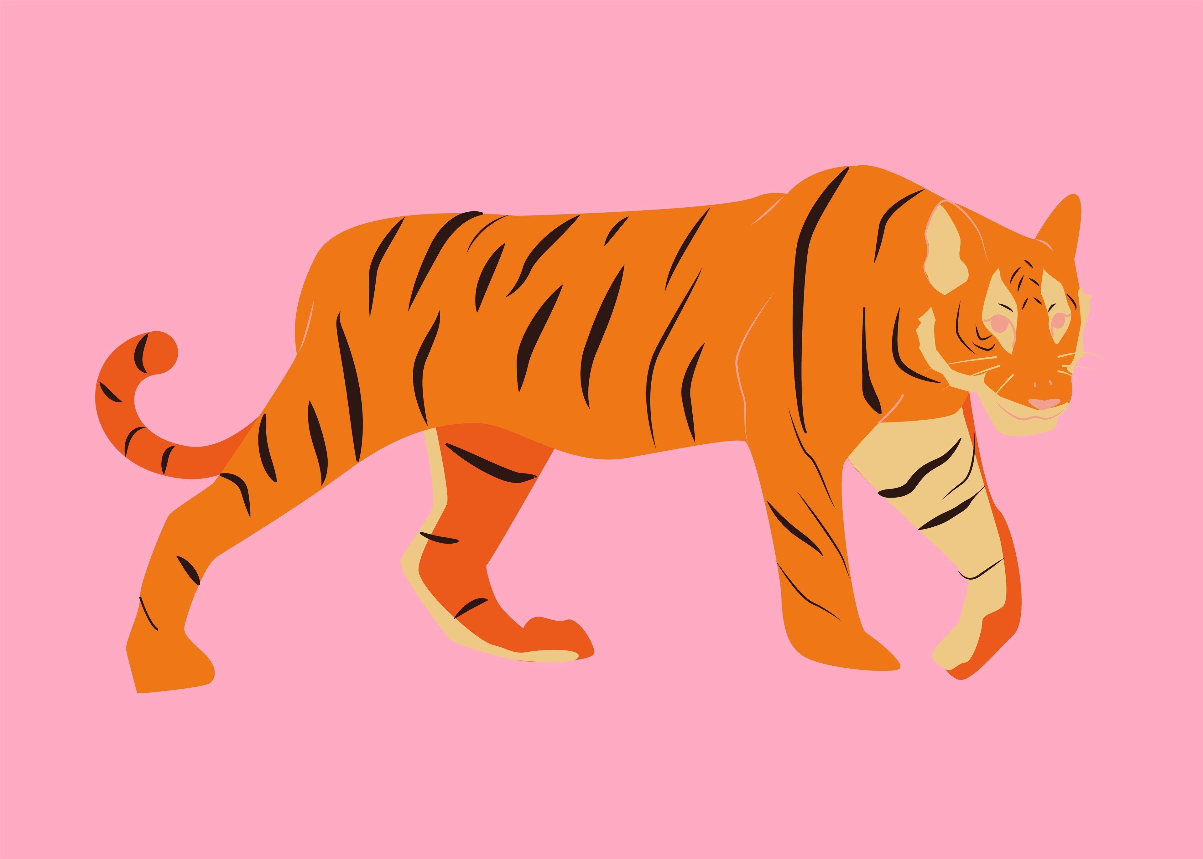 Tigre minimal