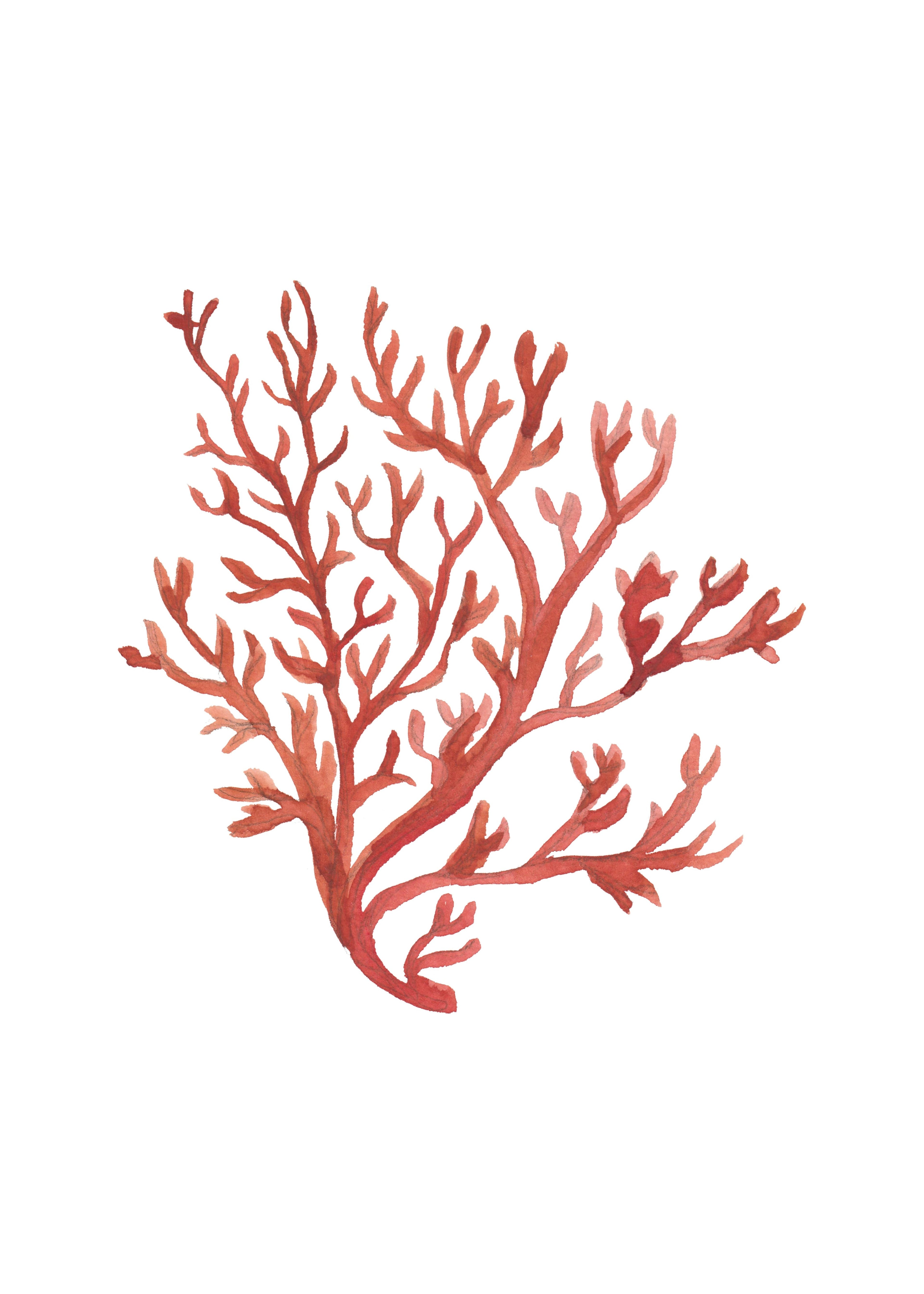 Trio coral II