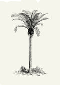Palmera I