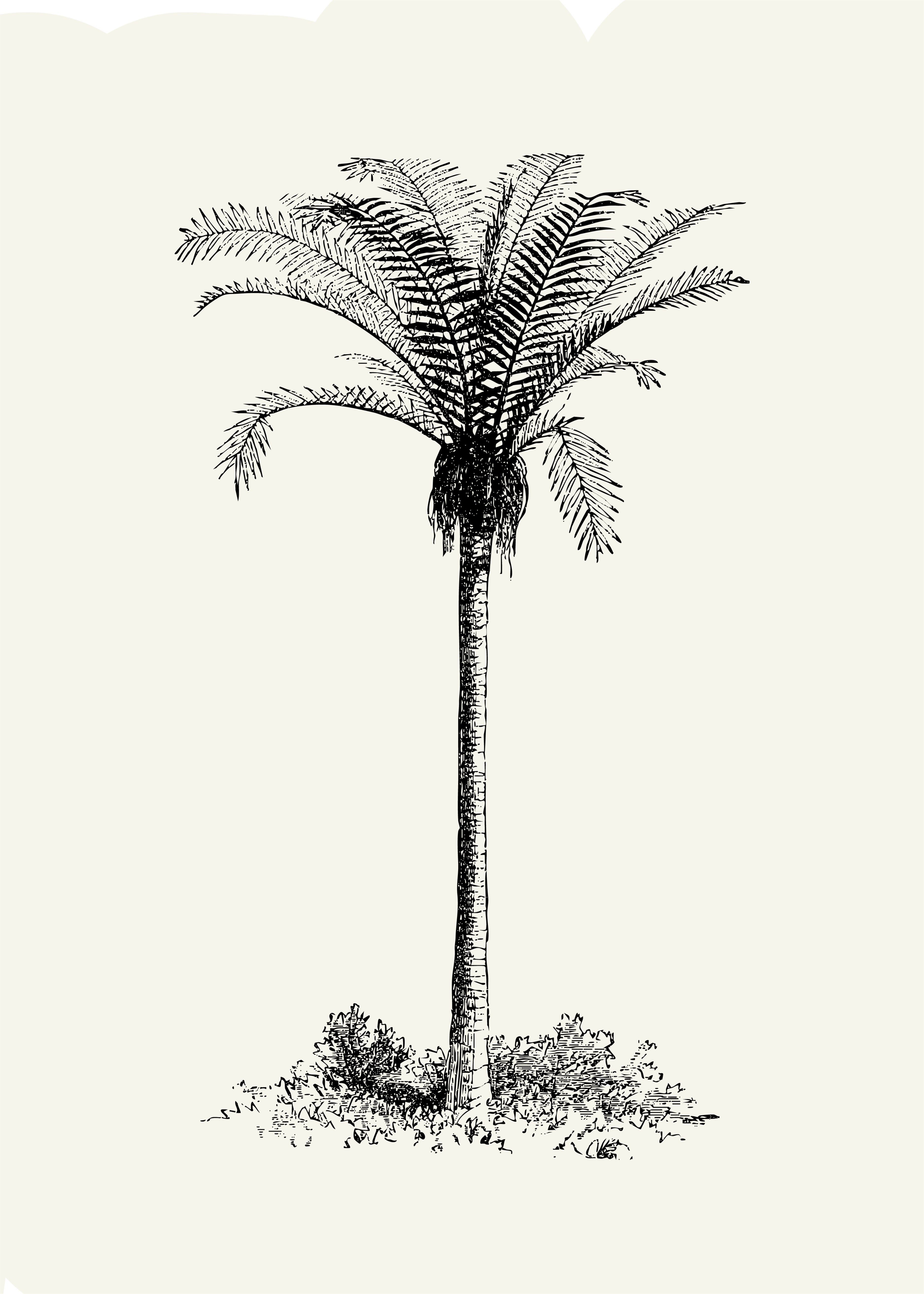 Palmera I