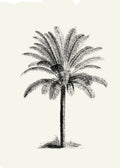 Palmera II
