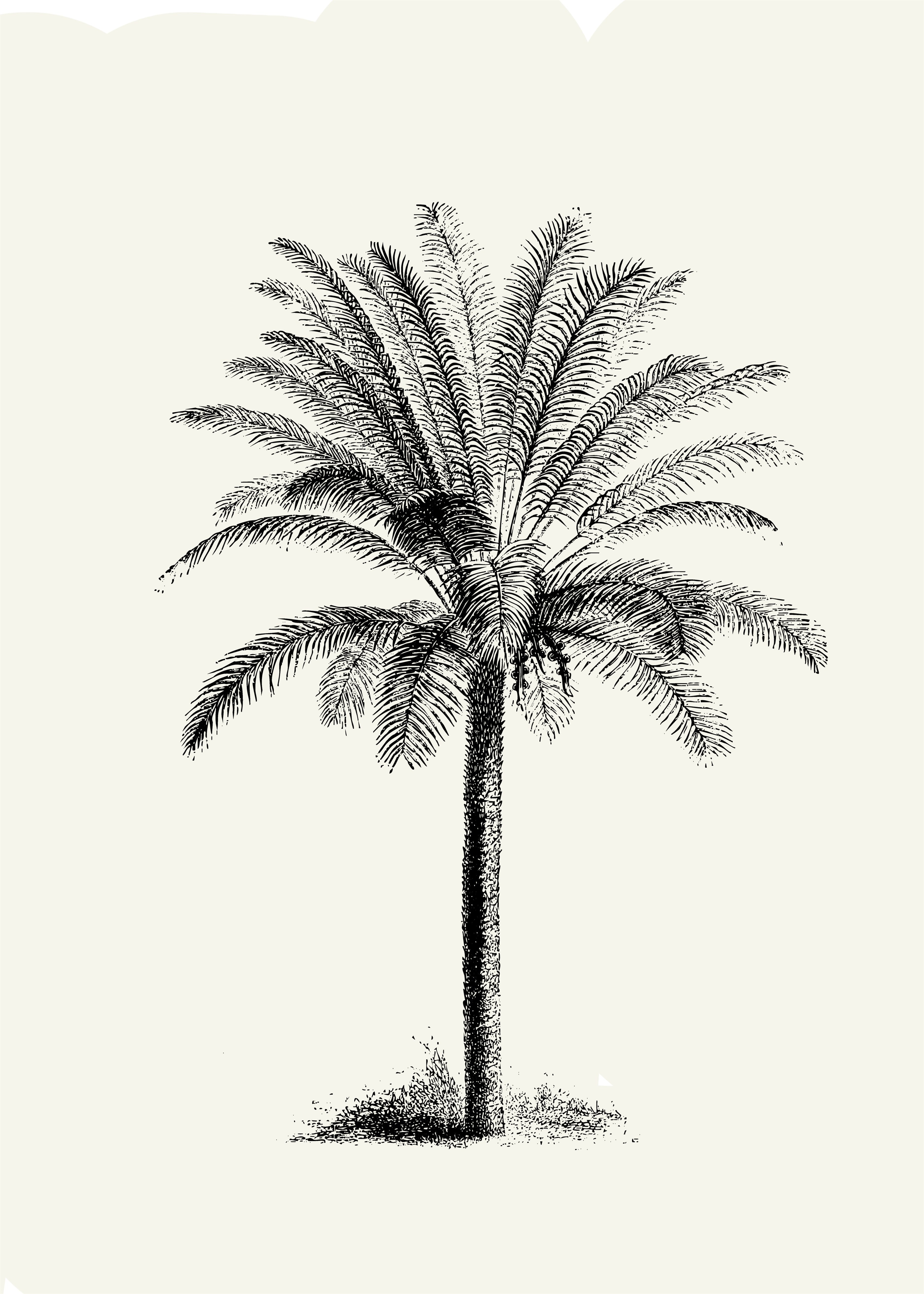 Palmera II